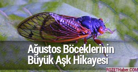 Ağustos Böceklerinin Büyük Aşk Hikayesi