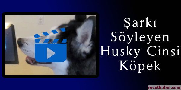 Şarkı Söyleyen Husky Cinsi Köpek Videosu İzle
