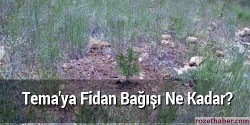 Temaya Fidan Bağışı Ne Kadar Temaya Fidan Bağışı Ne Kadar