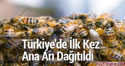 Türkiye'de İlk Kez Bal Veriminin Artırılması İçin Ana Arı Dağıtıldı