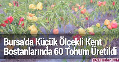 Bursa'da Küçük Ölçekli Kent Bostanlarında 60 Tohum Üretildi