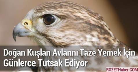 Doğan Kuşları Avlarını Taze Yemek İçin Günlerce Tutsak Ediyor