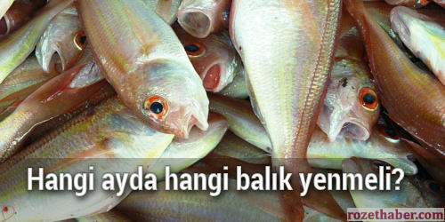 Hangi ayda hangi balık yenmeli Hangi ayda hangi balık yenmeli