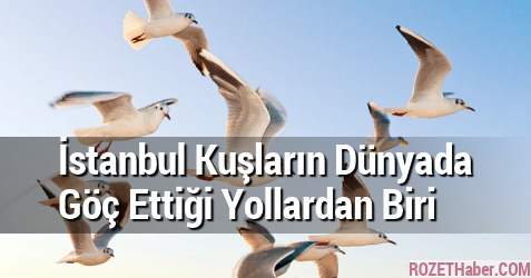 İstanbul Kuşların Dünyada Göç Ettiği Yollardan Biri