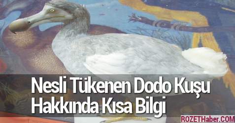 Nesli Tükenen Dodo Kuşu Hakkında Kısa Bilgi