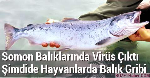 Norveç Somon Balıklarında Virüs Çıktı Balık Gribi