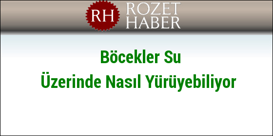 Böcekler Su Üzerinde Nasıl Yürüyebiliyor Böcekler Su Üzerinde Nasıl Yürüyebiliyor