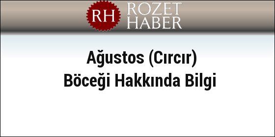 Ağustos (Cırcır) Böceği Hakkında Bilgi Ağustos (Cırcır) Böceği Hakkında Bilgi