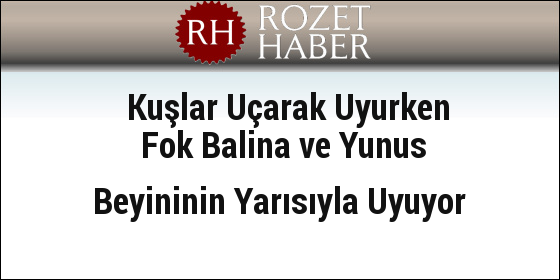 Kuşlar Uçarak Uyurken Fok Balina ve Yunus Beyininin Yarısıyla Uyuyor Kuşlar Uçarak Uyurken Fok Balina ve Yunus Beyininin Yarısıyla Uyuyor