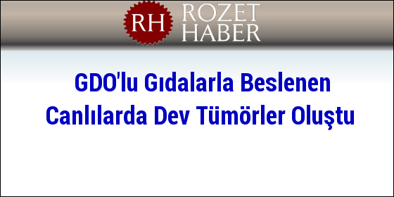 GDO'lu Gıdalarla Beslenen Canlılarda Dev Tümörler Oluştu GDO'lu Gıdalarla Beslenen Canlılarda Dev Tümörler Oluştu