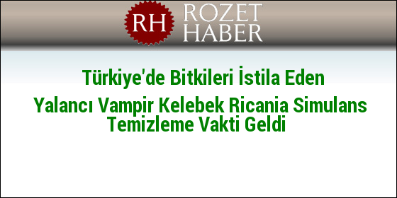 Türkiye'de Bitkileri İstila Eden Yalancı Vampir Kelebek Ricania Simulans Temizleme Vakti Geldi